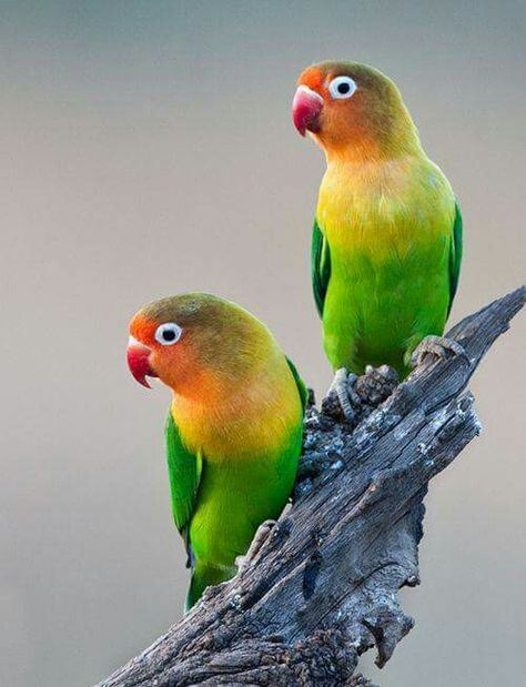 Madagascar Animals, African Lovebirds, Animal Reference, Reference Pics, Most Beautiful Birds, Nature Birds, Bird Pictures, Exotic Birds, Tropical Birds