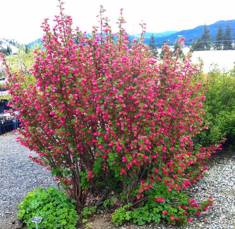 Red Flowering Currant Flowering Currant, Ribes Sanguineum, Currant Bush, Native Plant Gardening, Wildlife Gardening, Native Garden, Plant List, Spring Blooms, Landscaping Plants