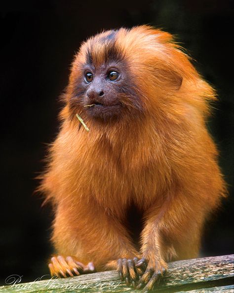 Leontopithecus rosalia is a small New World monkey native to the Atlantic coast of Brazil. (a.k.a. the golden marmoset) Lion Tamarin Monkey, Golden Tamarin Monkey, Golden Tamarin, Monkey Breeds, Winged Monkeys, Monkey Photography, Monkey Species, Orange Monkey, Golden Lion Tamarin