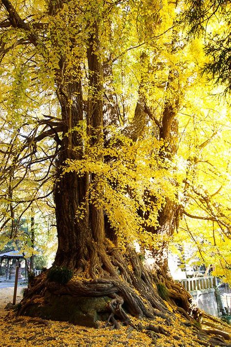 Autumn Crown, Ginkgo Biloba Tree, Ginkgo Tree, Late Autumn, Space Backgrounds, Gold Tree, Pretty Landscapes, Ancient Tree, Ginkgo Biloba