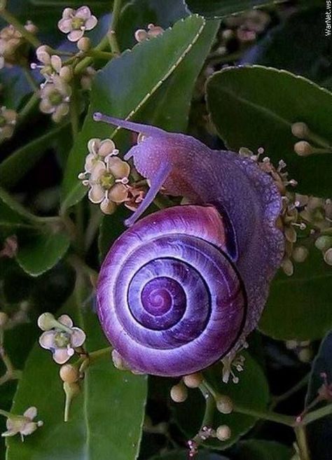 Bio-Luminescence purple swirl of a snail atop a bunch of small flowers. Beautiful Bugs, Rare Animals, All Things Purple, Bugs And Insects, 귀여운 동물, Amazing Nature, Beautiful Creatures, Deep Purple, Animal Kingdom