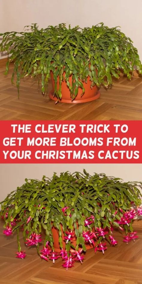 Cacti Garden, Christmas Cactus Care, Christmas Cactus Plant, Thanksgiving Cactus, Holiday Cactus, Garden Remedies, Cactus Care, Household Plants, Plant Care Houseplant