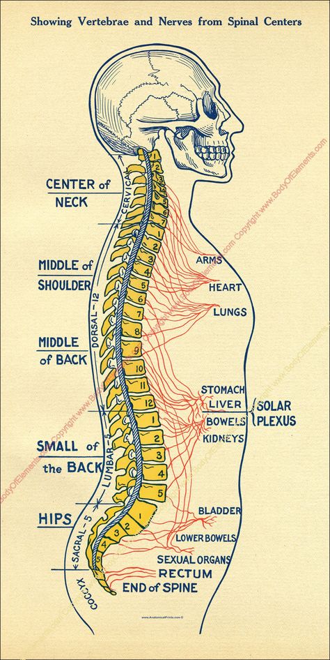 "ANS Spinal Centers Poster - 12\" X 24\" Healthcare poster.  Printed on heavy weight HP satin finish paper or laminated. Available in English, French or Spanish. Human spine and spinal nerve centers poster in a vintage design. Lateral view showing the spinal column and vertebrae. Innervation of of organs by vertebral level. Shipping USPS to USA addresses. USPS first class international mail." Human Spine Anatomy, Nervous System Poster, Healthcare Poster, Medicine Design, Nursing School Studying Cheat Sheets, Medical Terminology Study, Human Skeleton Anatomy, Vertebral Column, Human Body Organs