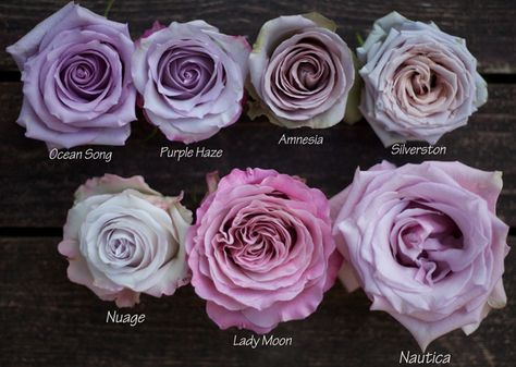 Wedding Flowers Purple, Sterling Roses, Mauve Roses, Colored Roses, Rose Varieties, Purple Peonies, Color Study, Types Of Roses, Purple Wedding Flowers