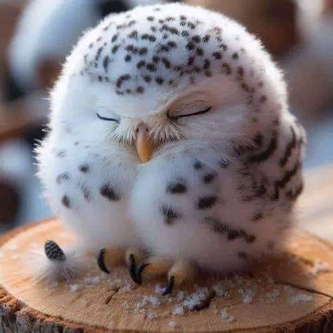 Owl Pictures, Baby Animals Pictures, About Animals, Animal Facts, Baby Owls, Cute Wild Animals, Cute Animal Photos, Cute Animal Pictures, Cute Birds