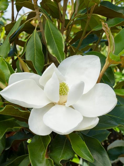 Magnolia Tree Types, Magnolia Tree Tattoo, Southern Magnolia Tree, Evergreen Magnolia, Tulip Magnolia, Tattoo Beautiful, Monrovia Plants, Magnolia Grandiflora, Southern Magnolia