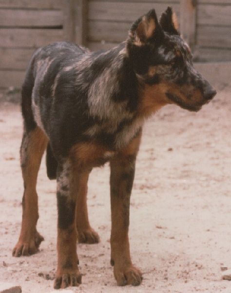 Merle Beauceron, Beauceron Dog Aesthetic, Belgian Draft Horse Blue Roan, Beauceron Dog, Beauceron Dog Harlequin, Show Rabbits, Bernie’s Mountain Dogs, Puppy Breath, Lakeland Terrier