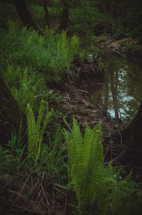 #fernforest #fern Ferns Aesthetic, Green Fern Aesthetic, Fern Symbolism, Forest Witch Aesthetic, Maidenhair Fern Aesthetic, Fern In Forest, Fern Forest, Forest Witch, Witch Aesthetic