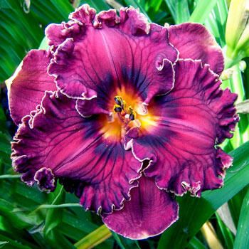 Voyager Reblooming Daylily Rock Beds, May Night Salvia, Reblooming Daylilies, Daylily Garden, Lily Bulbs, Sun Perennials, Day Lilies, Shade Flowers, Border Plants