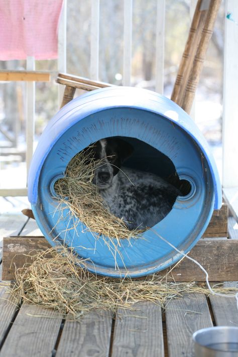 Here is how to build a dog house from a cheap barrel. This cost us $0, is super easy, takes a very short time and the dogs LOVE it! Easy Diy Dog House, Barrel Dog House, Cheap Dog Houses, Diy Dog Houses, Kitten Room, Dog House Ideas, Small Dog House, House Chicken, How To Tan