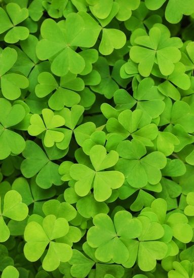 5 Classic Irish & Celtic Symbols and Meanings - The Irish Store Sacred Plant, Irish Eyes, Celtic Symbols, Irish Heritage, Irish Celtic, Saint Patrick's Day, Luck Of The Irish, Green Nature, St Pattys Day