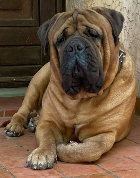 This Mastiff really so Beautiful Japanese Mastiff, Bull Mastiff Dogs, English Mastiff Dog, Every Dog Breed, Mastiff Puppies, All Breeds Of Dogs, Cane Corso Dog, Corso Dog, Bulldog Breeds