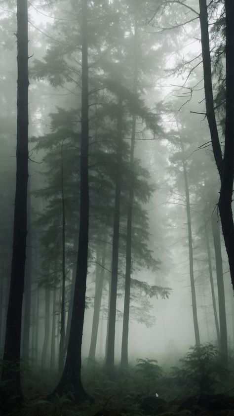 Wallpaper Backgrounds Forest, Forest Fog Aesthetic, Misty Forest Aesthetic, Zoro Aesthetic, Misty Forest Wallpaper, Fog Wallpaper, Lost Forest, Forest Setting, Forest Dark