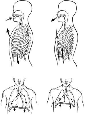 The breathing process in humans: inhalation and exhalation. Breathing System, Inhalation And Exhalation, Inhale And Exhale, Respiratory System Anatomy, Chromosome Structure, Muscular System Anatomy, Biology Diagrams, Muscular System, Inhale Exhale