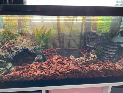 Python Tank Ideas, Snake Enclosure Ideas Ball Python Diy, Ball Python Cage Setup, Ball Phyton Enclosure, Ball Python Tank Set Up, Snake Habitat Ideas Ball Python, Ball Python Setup, Snake Tank Ideas Ball Python, Snake Cage Ideas Ball Python