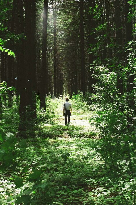 Into The Wild, Walk In The Woods, Green Trees, Green Grass, In The Forest, Land Scape, The Forest, Happy Places, Mother Nature