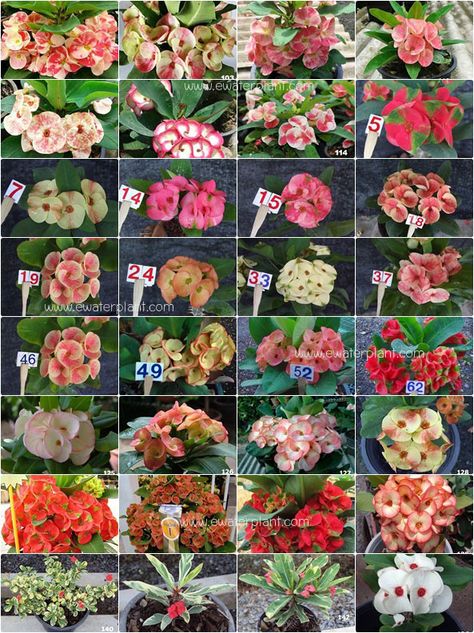 Assorted "Bi color" Euphorbia milii Euphorbia Flower, Euphorbia Plant, Crown Of Thorns Plant, Desert Rose Plant, Euphorbia Milii, Strange Flowers, Fancy Flowers, Alpine Plants, Bottle Garden