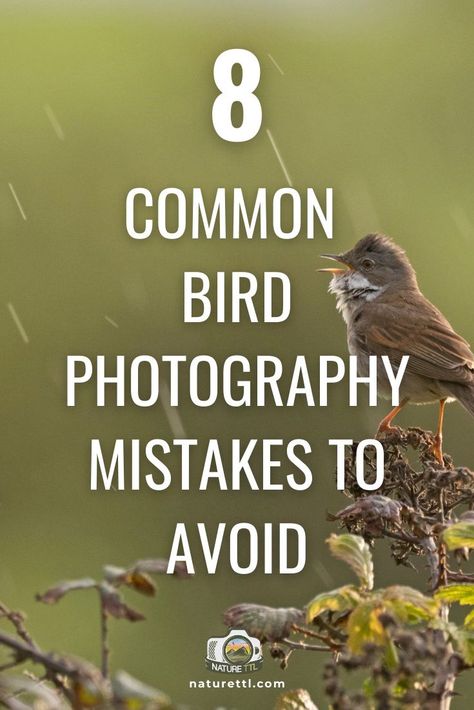 Bird Photography Tips, Bird Portrait Photography, White Portrait Background, Creative Nature Photography, Bird Photos Photography, Canon R7, Photography Knowledge, Helen Skelton, Wild Birds Photography