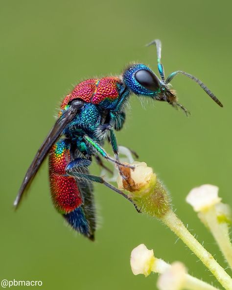 How Modern Camera Tech Enables Ethical Macro Insect Photography | PetaPixel Macro Insect Photography, Macro Photography Insects, Insect Photos, Insect Photography, All The Small Things, Macro Shots, Beautiful Bugs, Arthropods, Insect Art