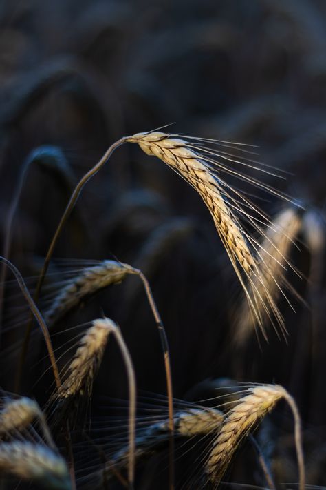 an ear of corn in the light of the setting sun Ear Of Corn, The Setting Sun, Ears Of Corn, Setting Sun, The Light, Bridal Bouquet, Wheat, Corn, Witch