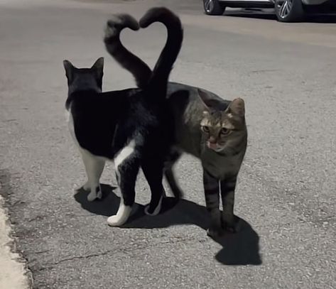 two cats tail making love Two Cats