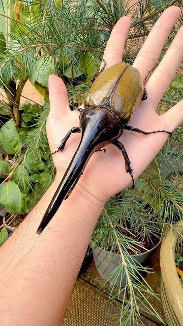 Richard Nakamura on Instagram: "🔸Hercules Beetle 🦏 🔹📸 : @richards_inverts 🔻Scientific name: Dynastes hercules 🔺Origin: Guadeloupe Island, Caribbean This an adult male of the Hercules beetle, the largest beetle species in the world, where the world record specimen measures in at over 18cm in length. As with most rhino beetle species, the Hercules beetle displays sexual dimorphism. Males, armed with their long, pincer-like horns which they use to grapple and fight for mates, surpass females in length by more than double. Adding to their allure, the wings of male Hercules beetles boast a spectrum of colors, ranging from yellow to orange, unique to each individual. Notably, these wings possess the remarkable ability to shift from yellow/orange to black, responding to changes in humidity. Beetle Species, Weird Insects, Island Caribbean, Hercules Beetle, Rhino Beetle, Cool Insects, Cool Bugs, Animals Amazing, Beautiful Bugs