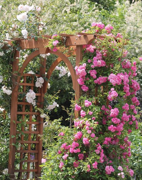 Our Garden Journal: The Peggy Martin Rose Journal Thornless climber Climbing Flowers Trellis, Rose Garden Landscape, Climbing Trellis, Rose Arbor, Garden Prepping, Rose Trellis, Garden Flower Beds, Rose Care, Garden Vines