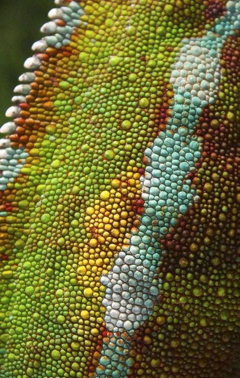 Unique Interiors, Micro Photography, Reptile Skin, Texture Inspiration, Chameleons, Modern Contemporary Style, Lizards, Animal Skin, Skin Texture