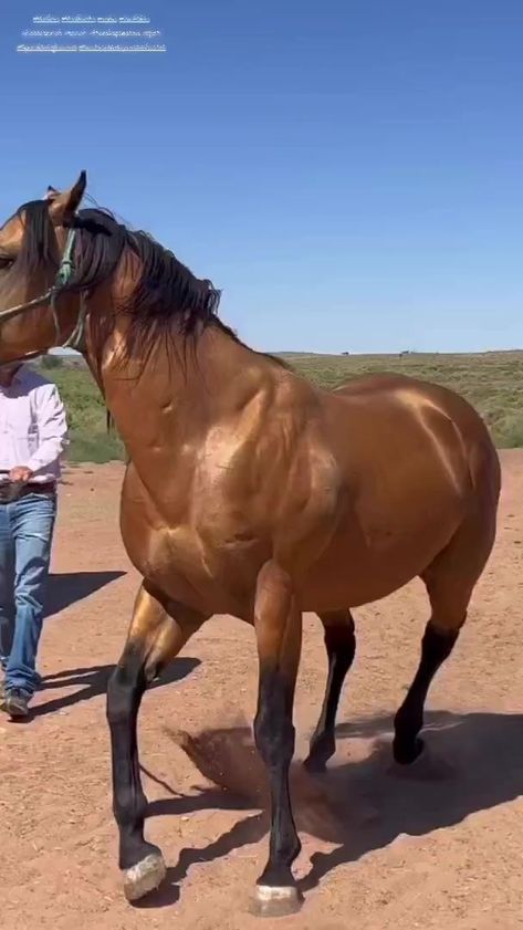 Is he your type? // @yellwinn 💛 ______________________ Ride in wild and remote places with @blacksaddletravel ⛰ ______________________ #equestrian #dreamyponies @blacksaddletravel #pferd #pferde #wildlife #beauty #natgeo #dreamy #liebe #horsesofinstagram #horse #blacksaddle #stallion #spirit | Dreamy Ponies Horse Buckskin, Desert Ranch, Akhal Teke Horses, Rare Horses, Painted Desert, Horse Wallpaper, Horse Videos, American Quarter Horse, Horse Tattoo