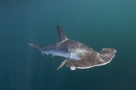 SmoothHammerheadShark Smooth Hammerhead, Hammerhead Sharks, Cool Sharks, Shark Pictures, Shark Jaws, Big Sea, Shark Family, Under The Ocean, Hammerhead Shark