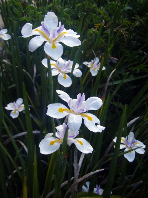 African Iris, Front Yard Flowers, Hampton Garden, Pocket Garden, Habitat Garden, Wild Iris, Anthony Robbins, Grasses Garden, Landscape Plan