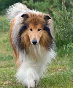 Pretty Puppy, Family Dogs Breeds, Rough Collies, Smooth Collie, Sheltie Dogs, Dream Dog, Rough Collie, Coban, Best Dog Breeds