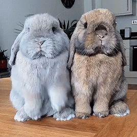 Bunny Rabbit GIF - Bunny Rabbit - Discover & Share GIFs Pet Bunny Rabbits, Cute Bunny Pictures, Bunny House, Pet Bunny, Baby Animals Pictures, Baby Animals Funny, Cute Rabbit