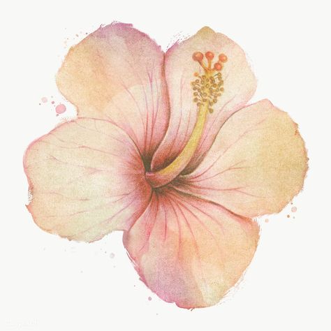 Hand drawn beige hibiscus flower watercolor style  design element | free image by rawpixel.com / PLOYPLOY Hibiscus Flower Watercolor, Hibiscus Drawing, Hibiscus Watercolor, Flowers Hibiscus, Watercolor Flower Background, Yellow Hibiscus, White Hibiscus, Type Shi, Summer Scrapbook