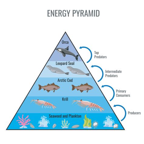 Diagram showing Arctic food chain for education Ecological Pyramid, Leopard Seal, Energy Pyramid, First Day Of School Activities, Energy Foods, Arctic Ocean, Weather And Climate, Biome, Food Chain