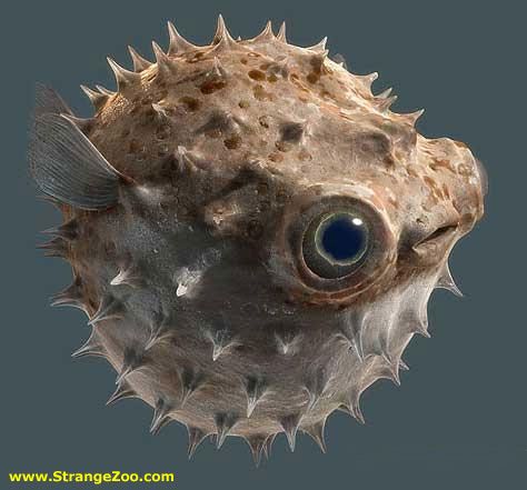 Fish Creature, Marine Wallpaper, Life Under The Sea, Beneath The Sea, Salt Water Fish, Weird Fish, Puffer Fish, Water Animals, Underwater Creatures