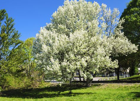 Bradford Pear Tree, White Flowering Trees, Fringe Tree, Trumpet Vine, Burning Bush, Bob Vila, Plant Problems, Crape Myrtle, Pear Trees