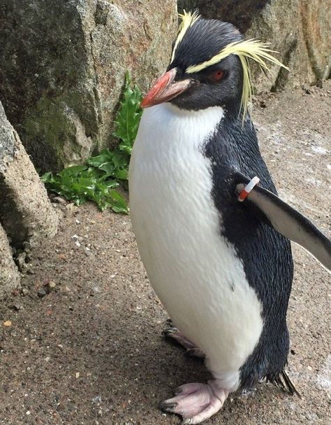 Edinburgh Zoo, Rockhopper Penguin, Penguin Parade, Well Images, Bbc News, The Fox, On Wednesday, Natural World, Edinburgh