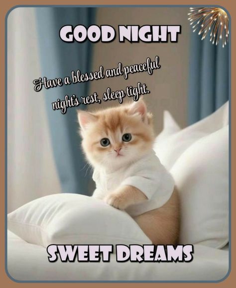 Cat Saying Goodnight, Good Night Cats Sweet Dreams, Good Night Kittens, Sweet Dreams Messages, Inspirational Cat Quotes, Good Night Text, Good Night Love You, Good Night Text Messages, Have A Blessed Night