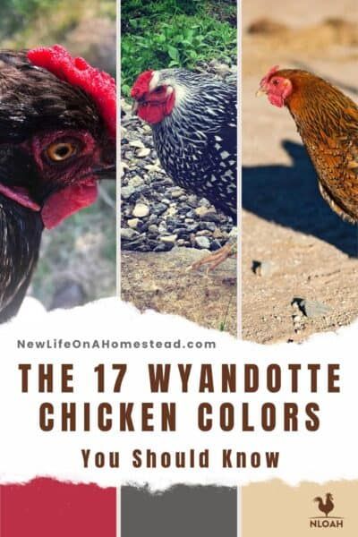 Wyandottes are big, beautiful chickens, and a great dual-purpose breed. They also come in many colors. Learn about all of them here. #chickens #Wyandotte Wyandotte Chicken Colors, Americauna Chickens, Chicken Colors, Wyandotte Hen, Chook Pen, Wyandotte Chicken, Chicken Coloring, Chicken Pictures, Chicken Ideas