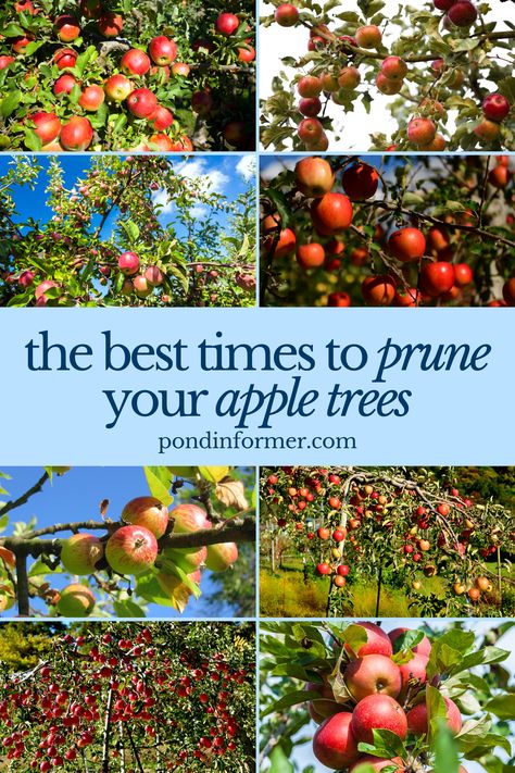 Achieve a thriving apple harvest by pruning your trees at the perfect times! Our guide offers essential tips on when and how to trim your trees for vigorous growth and maximum fruit yield. Proper pruning not only enhances tree health but also ensures a successful and abundant harvest.  #AppleTreePruning #GardeningTips #Pruning #GardenMaintenance #Gardening #TreeCareGuide #PlantCareGuide #OptimalPruning #AppleTree #Apple #PruneAppleTree #PruningApple #PruningCare #TreeCare #Prune #PondInformer When To Prune Apple Trees, Pruning Pear Trees, How To Prune Apple Trees, Pollarding Trees, Apple Tree Pruning, Growing Apple Trees, Apple Tree Care, Pruning Apple Trees, Pioneer Living