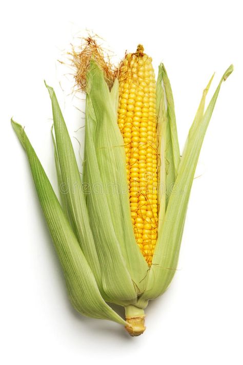 Ear of Corn. On a white background , #affiliate, #Corn, #Ear, #background, #white #ad Corn Stock, Ear Of Corn, Seasonal Fruits, Ears Of Corn, Leaf Images, Minimalist Business Cards, Minimalist Business, Fruit In Season, Background White