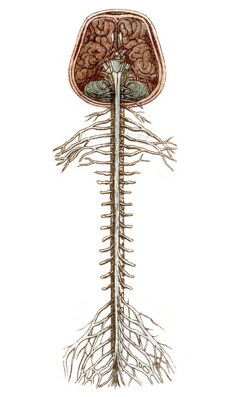 Spinal Cord Diagram, Nervous System Diagram, Spine Drawing, Spinal Cord Anatomy, Spinal Fusion Surgery, University Of Queensland, Ancient Alphabets, Spinal Fusion, Spinal Column