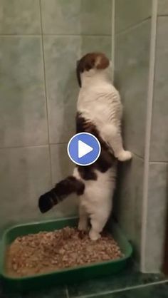 Funny Cat Videos to Make Your Day in 2022 | Funny cat videos, Funny cats and dogs, Funny cute cats Image Chat, Dancing Cat, Cute Kitten Gif, Kitten Gif, Suitcase Packing, Funny Cats And Dogs, Funny Cute Cats, Cute Kittens, Cats And Dogs