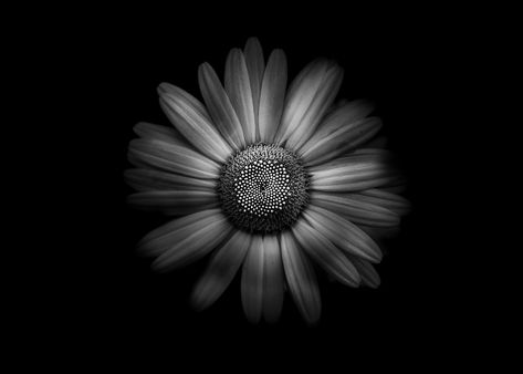 Backyard Flowers In Black And White 31 on Flickr #flickr #flowers #nature #blackandwhite #bnw #photography Daisy Black And White, Black Asthetics, Black Paper Drawings, Black And White Daisy, Designs Black And White, Flowers Black And White, Backyard Flowers, Shannen Doherty, Flowers Black