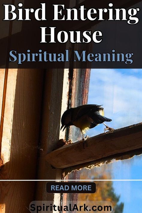 at the top is a semi-transparent dark-brown rectangle which contains the title that says, "bird entering house spiritual meaning", at the center is a photo of a black-and-yellow bird standing on the window sill inside the house, a thin white line that separates the main picture and the footer, below it is a button that says, "read more", and at the bottom is the website source "SpiritualArk.com" Bird Meaning, Black Bird Fly, Spirit Animal Meaning, Animal Meanings, Inside A House, Bird Flying, Not In The Mood, Animal Symbolism, Spiritual Truth