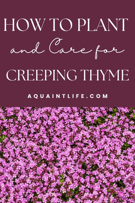 Red Creeping Thyme How To Plant, Plants For A Sloping Bank, Ground Cover You Can Walk On, Red Creeping Thyme Ground Cover, Florida Landscaping Ideas Low Maintenance, How To Plant Creeping Thyme, Wooly Thyme Ground Cover, Red Creeping Thyme Lawn, Rosemary Ground Cover