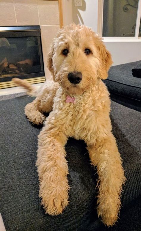 White And Tan Goldendoodle, Things I Bought And Liked, Cute Golden Doodle Haircuts, Standard Golden Doodle Full Grown, Female Goldendoodle Haircut, Short Golden Doodle Haircut, Groodle Haircut Styles, Shaved Labradoodle, Medium Golden Doodle