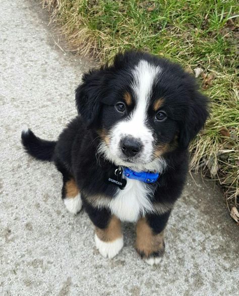 Cute Bernese Mountain Dog Puppies, Bernice Mountain Dog, Mini Bernese Mountain Dog, Mountain Dog Breeds, Burmese Mountain Dogs, He Is Gone, Bernese Mountain Dog Puppy, Swiss Mountain Dogs, Dog Light