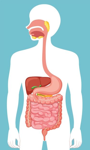 Free vector human medical digestive syst... | Free Vector #Freepik #freevector #digestive-system #gastrointestinal #physiology #intestine Healthy Gut Diet, Chronic Bad Breath, Human Digestive System, Systems Art, Gastrointestinal System, Global Population, Mind Blowing Facts, Health Life, 2d Animation